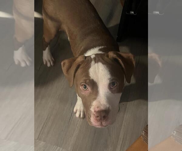 Medium Photo #4 American Staffordshire Terrier-Labrador Retriever Mix Puppy For Sale in New Hampton, NY, USA
