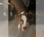 Small #3 American Staffordshire Terrier-Labrador Retriever Mix