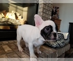 Small Photo #26 French Bulldog Puppy For Sale in OSHKOSH, WI, USA