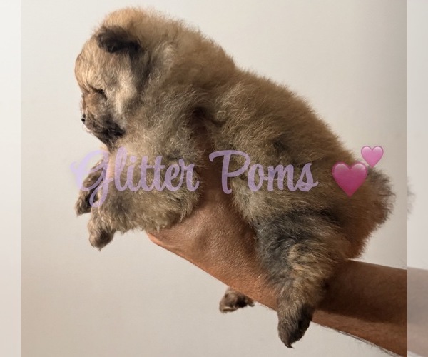 Medium Photo #4 Pomeranian Puppy For Sale in LEHIGH ACRES, FL, USA