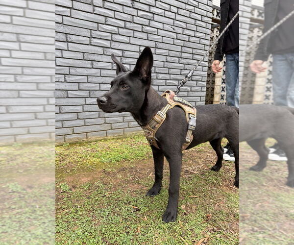 Medium Photo #16 Labrador Retriever-Unknown Mix Puppy For Sale in Mooresville, NC, USA
