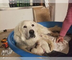Great Pyrenees Puppy for sale in WADDELL, AZ, USA