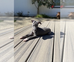 Italian Greyhound Puppy for sale in FOLSOM, CA, USA