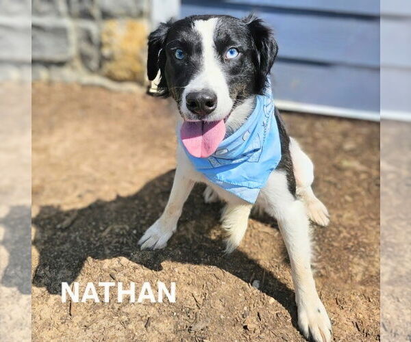 Medium Photo #2 Australian Shepherd-Unknown Mix Puppy For Sale in Maryville, TN, USA