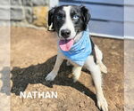 Small #1 Australian Shepherd Mix