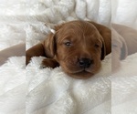 Small #2 Golden Retriever