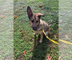 German Shepherd Dog Dogs for adoption in Winston Salem, NC, USA