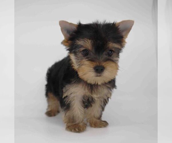 Medium Photo #1 Yorkshire Terrier Puppy For Sale in LOS ANGELES, CA, USA
