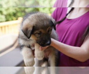 Native American Indian Dog Puppy for sale in DEERFIELD, IL, USA