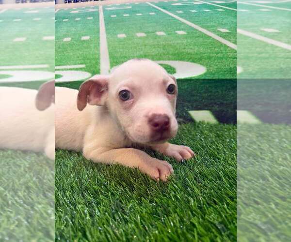 Medium Photo #3 Mutt Puppy For Sale in New York, NY, USA