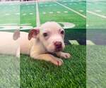Small #2 Mutt