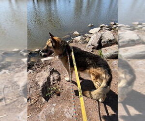Toby (Courtesy post) - Male German Shepherd Dog Dog for Adoption - Photo #4