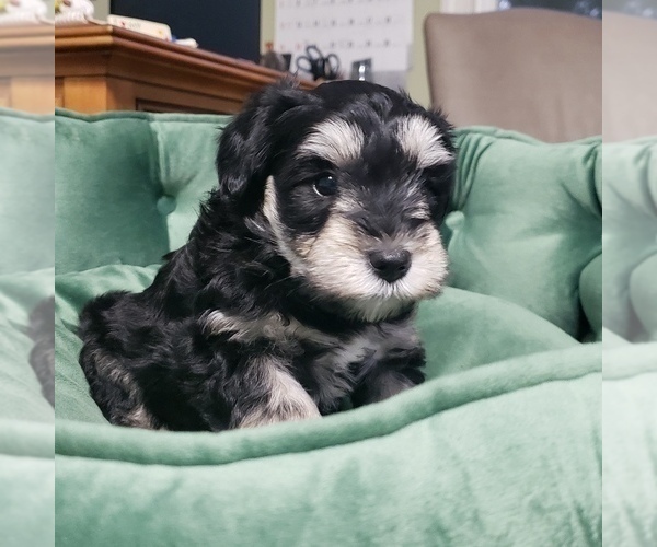 Medium Photo #6 Schnauzer (Miniature) Puppy For Sale in LEESBURG, VA, USA