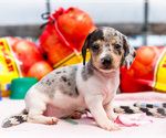 Small #9 Dachshund
