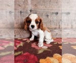 Small #12 Cavalier King Charles Spaniel