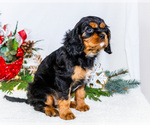 Small Photo #11 Cavalier King Charles Spaniel Puppy For Sale in WAKARUSA, IN, USA