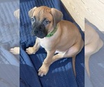Puppy Sunny Boxer-Bullmastiff Mix