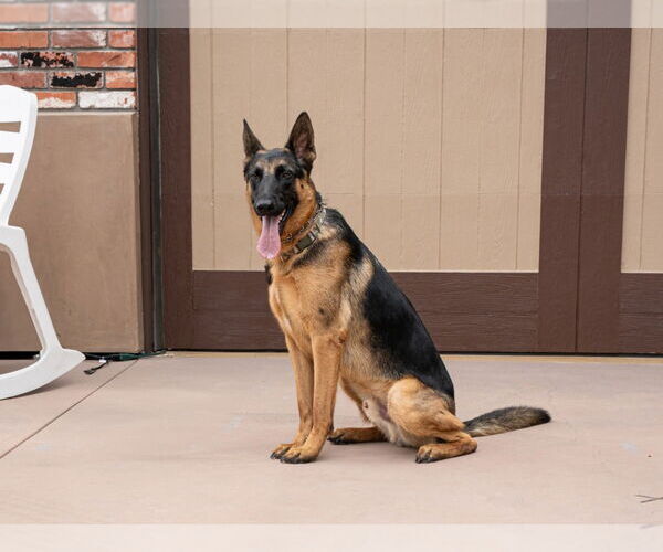 Medium Photo #31 German Shepherd Dog-Unknown Mix Puppy For Sale in Lake Forest, CA, USA