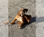Small Photo #100 Rhodesian Ridgeback Puppy For Sale in MORONGO VALLEY, CA, USA