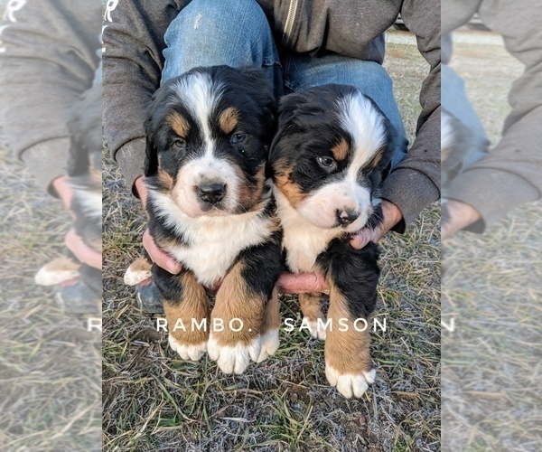 Medium Photo #10 Bernese Mountain Dog Puppy For Sale in BONNERS FERRY, ID, USA