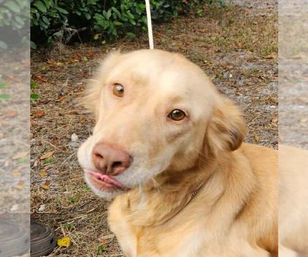 Medium Photo #1 Golden Retriever-Unknown Mix Puppy For Sale in Oviedo, FL, USA