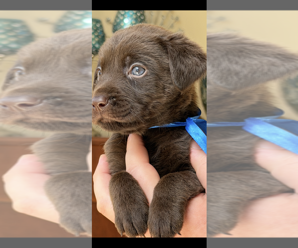Medium Photo #49 Labrador Retriever Puppy For Sale in SIMI VALLEY, CA, USA