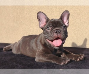 French Bulldog Puppy for Sale in PALMDALE, California USA