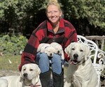 Small Photo #47 Labrador Retriever Puppy For Sale in GLENDALE, CA, USA