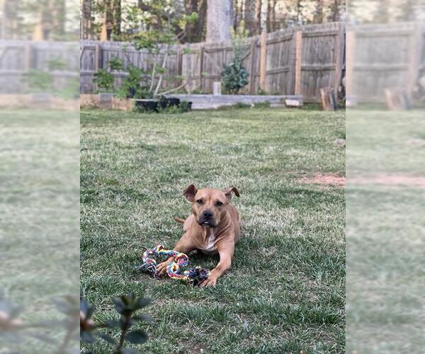 Medium Photo #1 Mutt Puppy For Sale in Charlotte, NC, USA