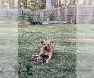 Mutt Dogs for adoption in Charlotte, NC, USA