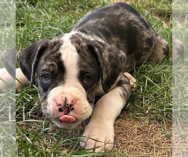 Medium Photo #3 Boxer Puppy For Sale in Mooresville, NC, USA