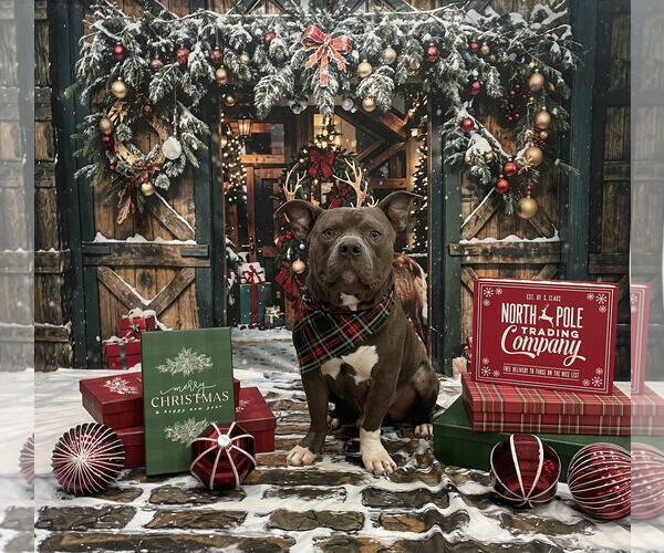 Medium Photo #5 American Pit Bull Terrier Puppy For Sale in Spotsylvania, VA, USA