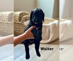 Small #13 Goldendoodle