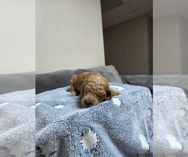 Medium Photo #17 Goldendoodle Puppy For Sale in COLLINSVILLE, IL, USA