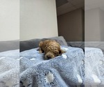 Small Photo #17 Goldendoodle Puppy For Sale in COLLINSVILLE, IL, USA