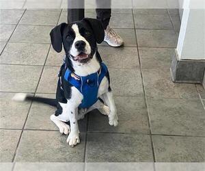 Mutt Dogs for adoption in San Antonio, TX, USA