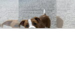 Small #1 Boxer Mix