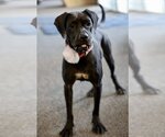 Small Photo #2 Basset Hound-Labrador Retriever Mix Puppy For Sale in Brooklyn Center, MN, USA