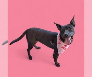 American Pit Bull Terrier Dogs for adoption in Bakersfield, CA, USA