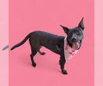 Small American Pit Bull Terrier
