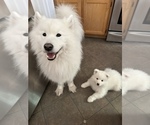 Small Photo #8 Samoyed Puppy For Sale in SACRAMENTO, CA, USA