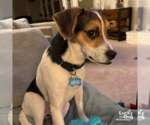 Small #5 Beagle-Coonhound Mix