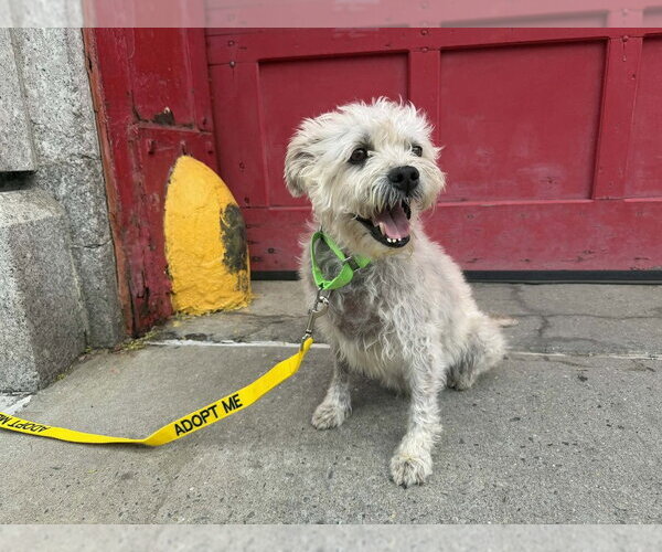 Medium Photo #4 Poodle (Miniature)-Unknown Mix Puppy For Sale in New York, NY, USA