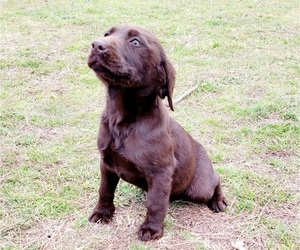 Labrador Retriever Puppy for sale in JOSHUA, TX, USA