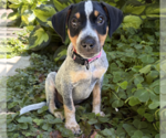 Small Mutt