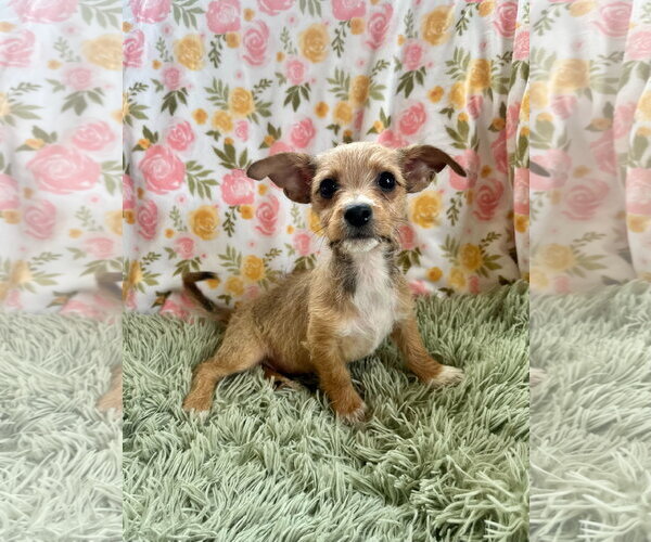 Medium Photo #3 Chihuahua-Unknown Mix Puppy For Sale in Pacolet, SC, USA