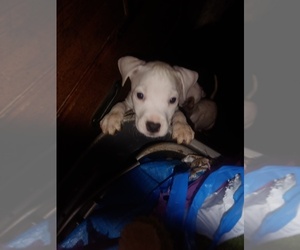 American Pit Bull Terrier Puppy for sale in COEUR D ALENE, ID, USA