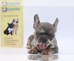 Small Photo #4 French Bulldog Puppy For Sale in PNTE VDRA BCH, FL, USA