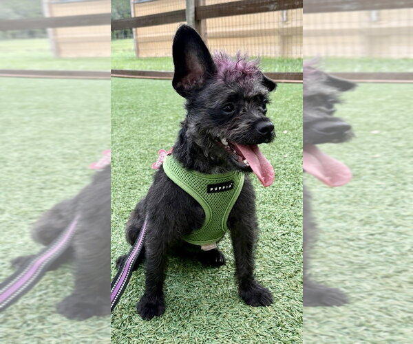 Medium Photo #9 Mutt Puppy For Sale in oakland, FL, USA