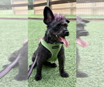 Small Photo #9 Mutt Puppy For Sale in oakland, FL, USA